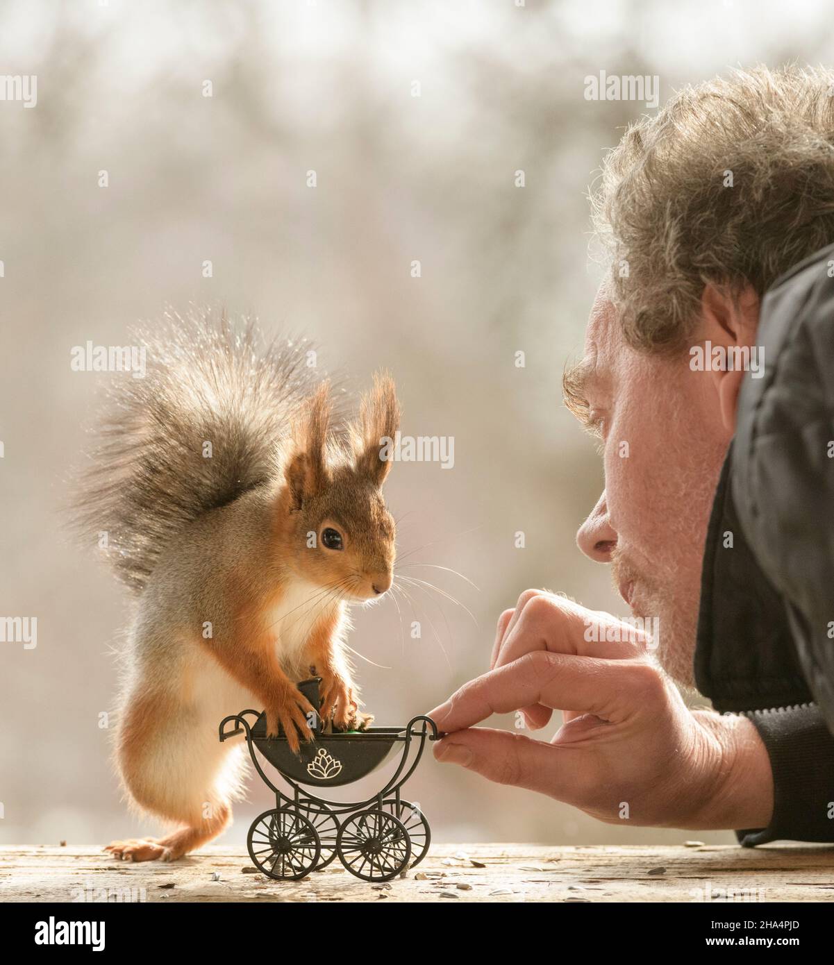 red squirrel with man are standing with an stroller and egg Stock Photo