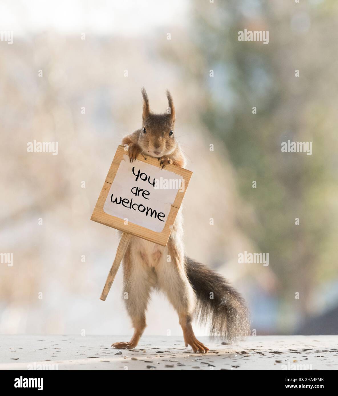 red squirrel is holding an sign with text you are welcome Stock Photo