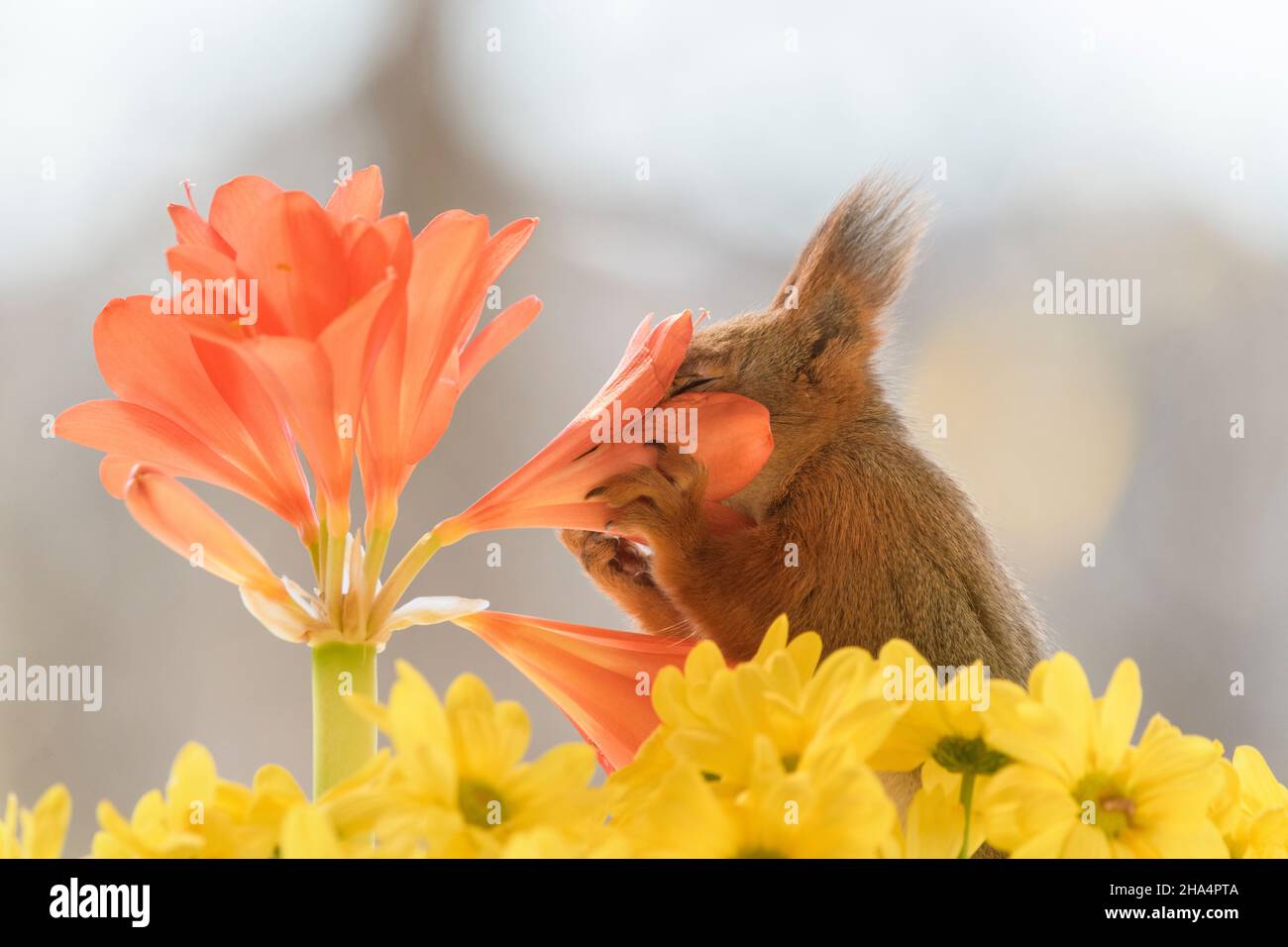 red squirrel is smelling a clivia miniata with closed eyes Stock Photo