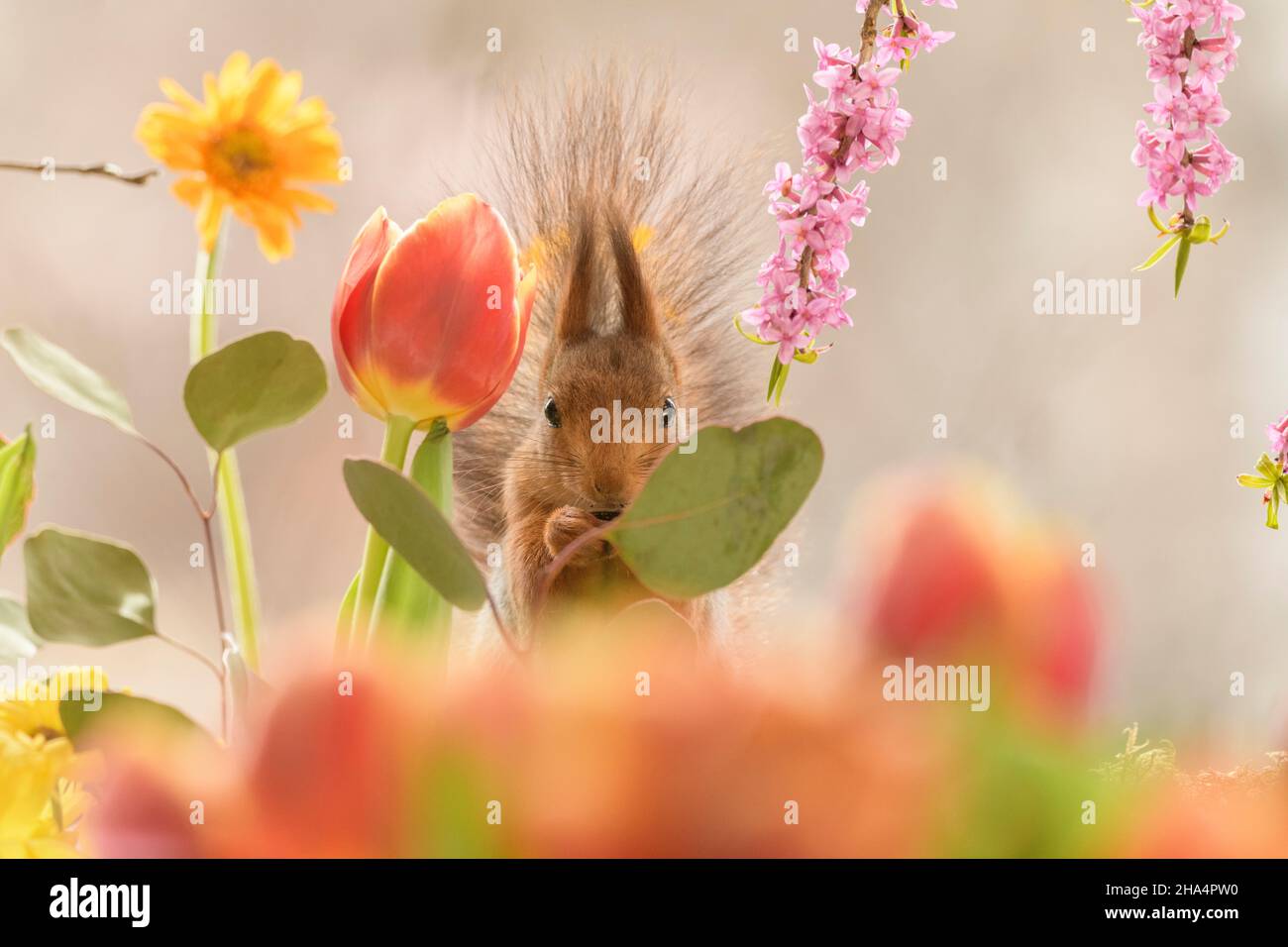 red squirrel is standing between daphne,tulip and leaves looking at viewer Stock Photo