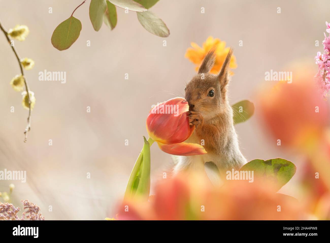 red squirrel is holding a tulip between daphne and leaves looking away Stock Photo