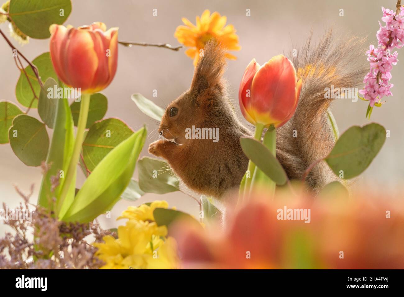 red squirrel is standing between daphne,tulip and leaves looking away Stock Photo