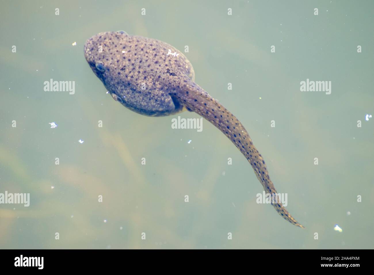 Tadpole swimming in a swamp in the spring of the year. Stock Photo