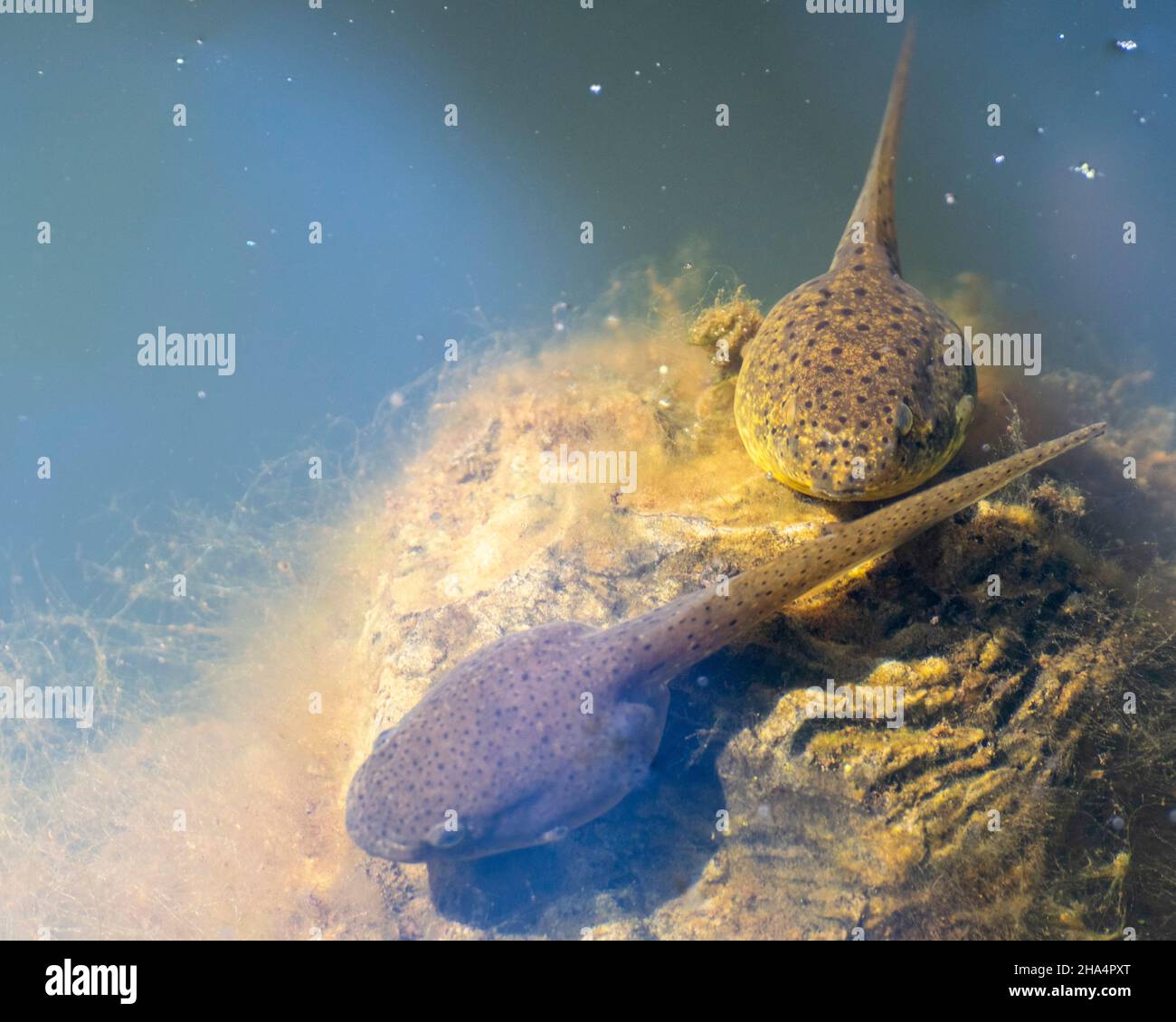 Tadpole swimming in a swamp in the spring of the year. Stock Photo