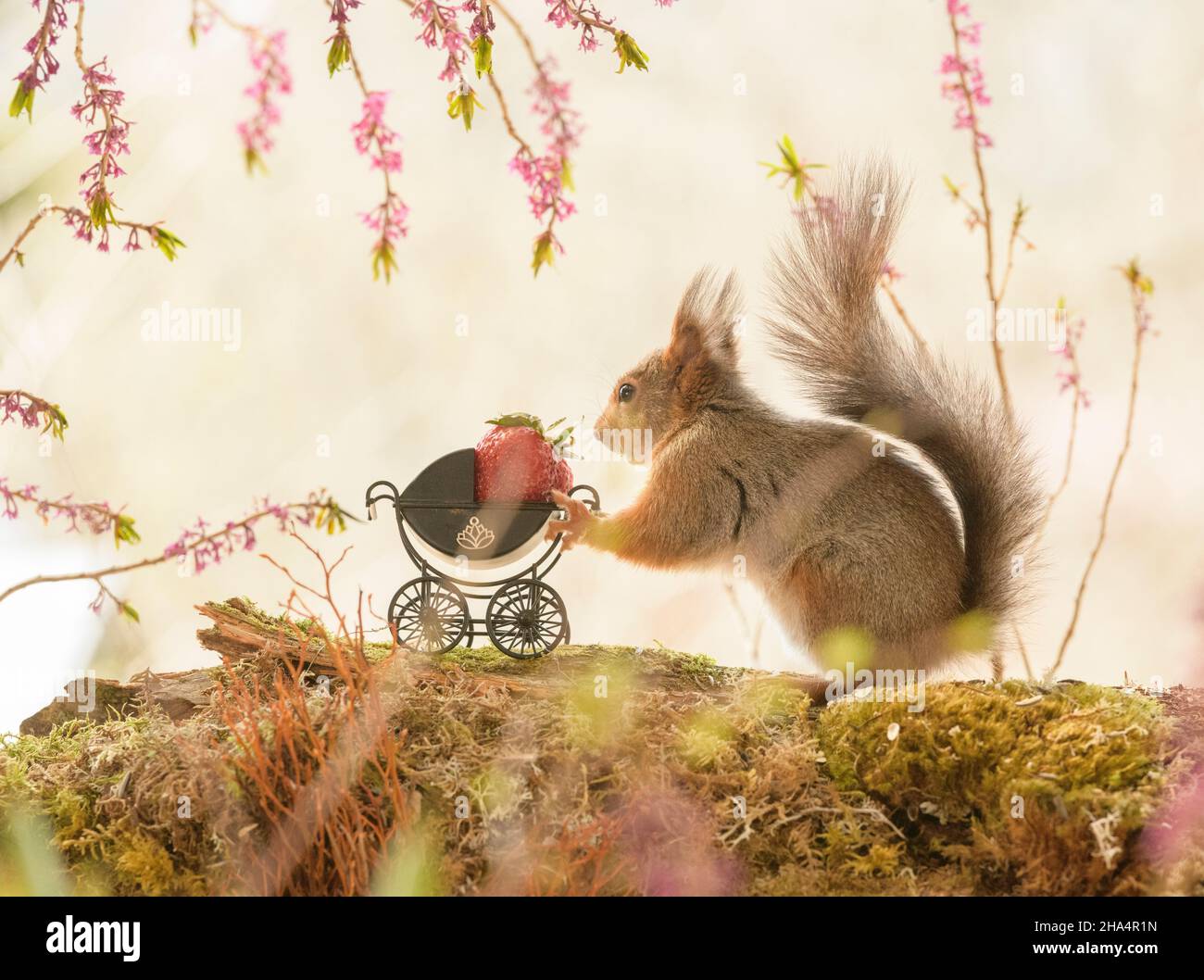 red squirrel is holding a stroller with strawberry Stock Photo
