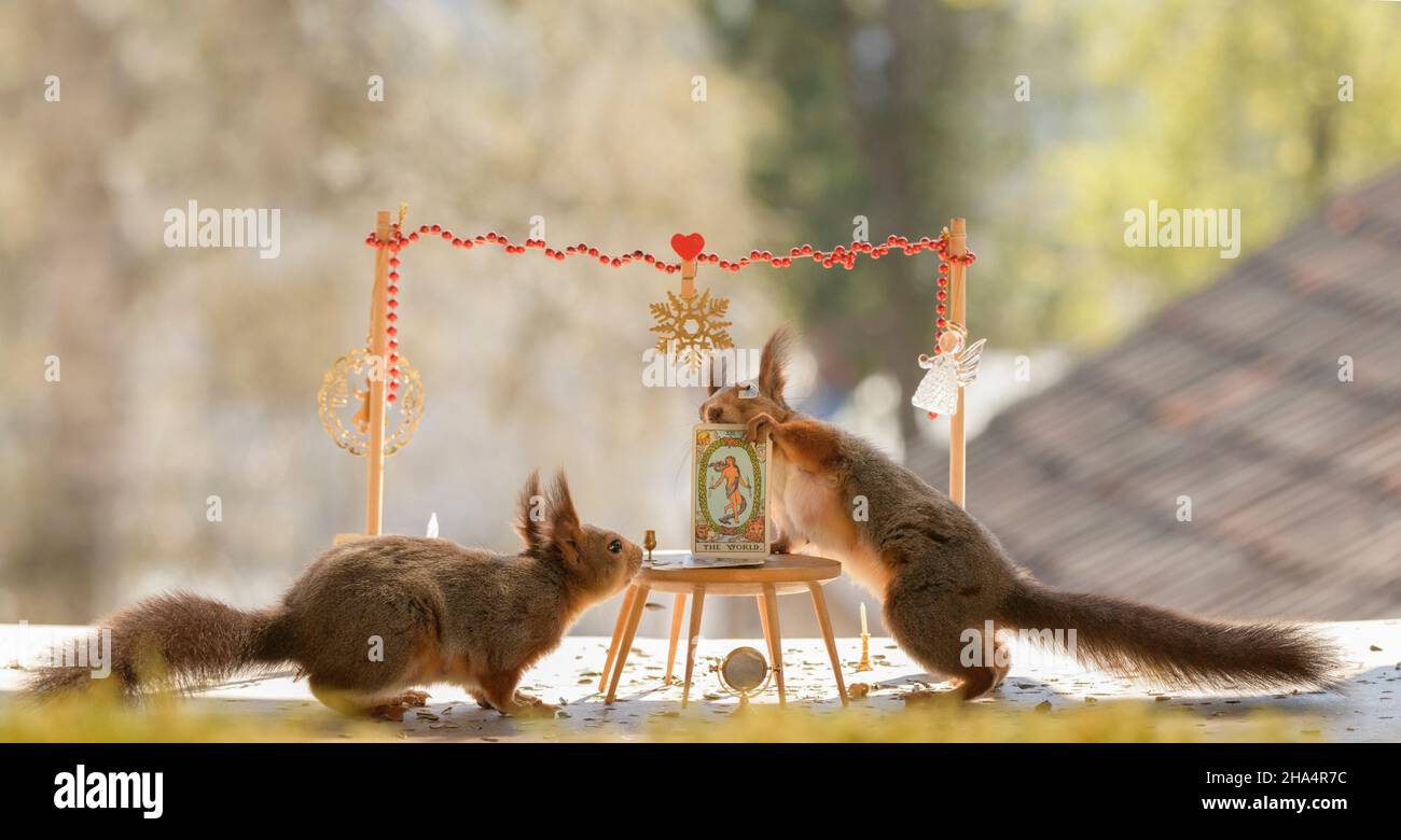 red squirrels are watching an tarot the world card Stock Photo