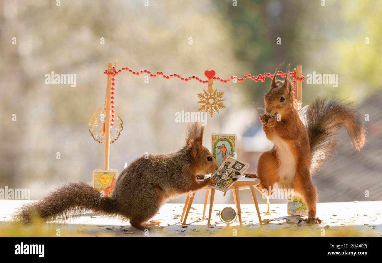 red squirrels are watching an tarot the death Stock Photo