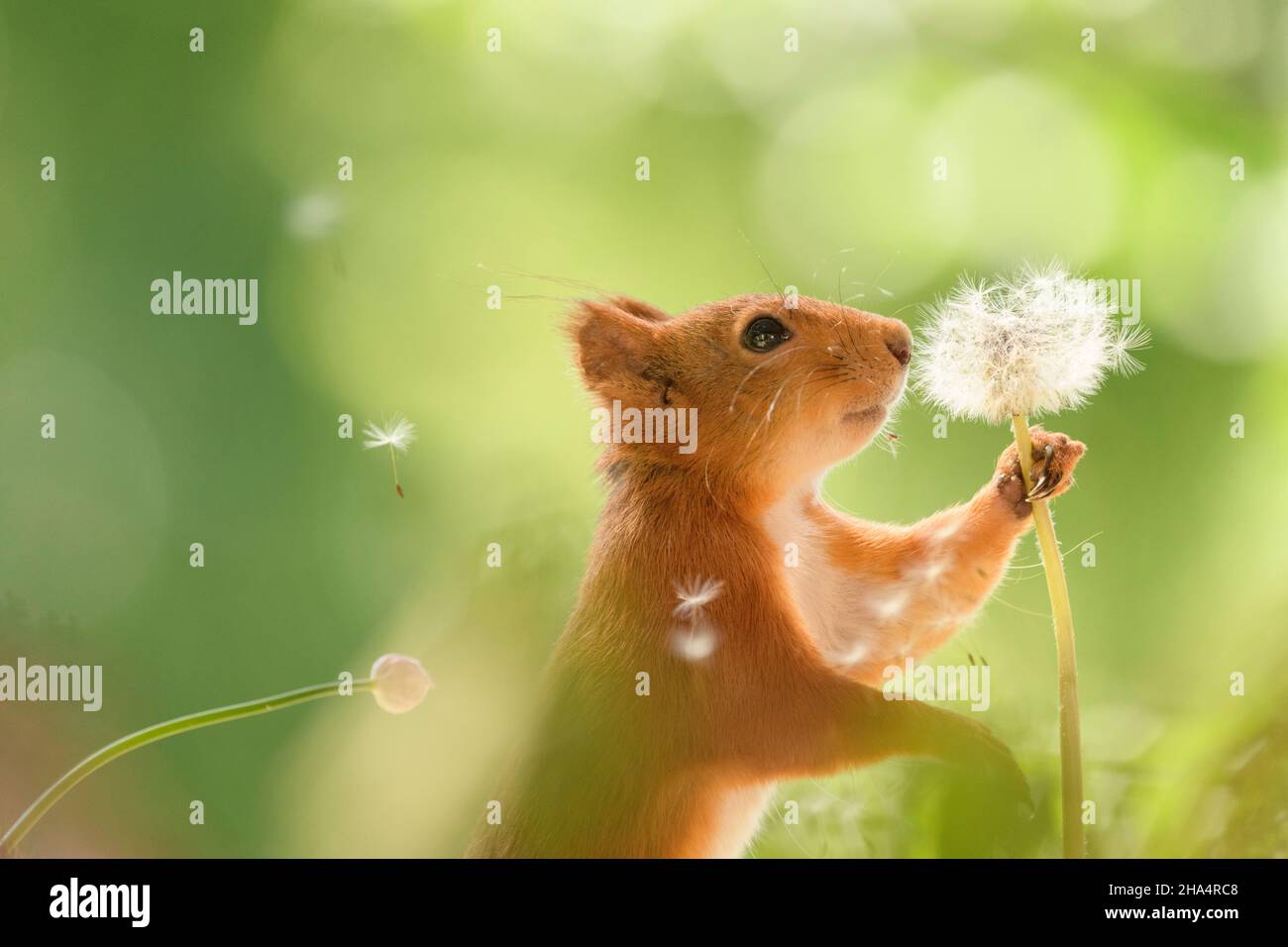 red squirrels is holding a dandelion stem seeds flying away Stock Photo