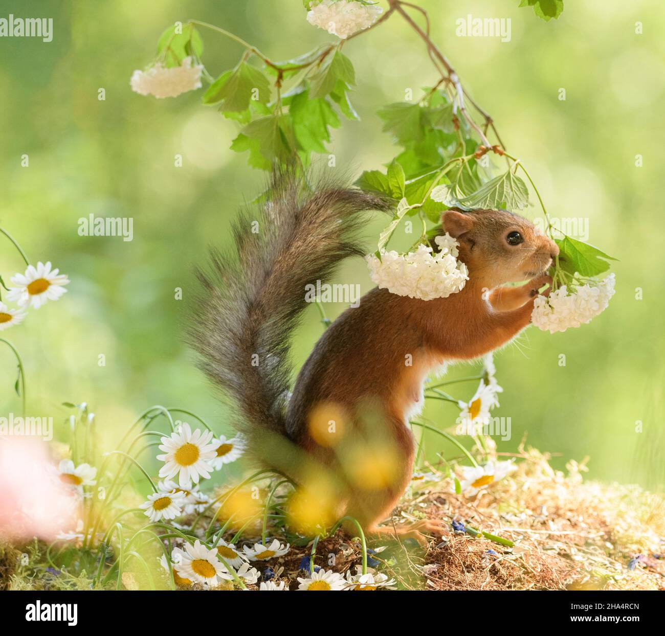 female red squirrel is holding a guelder rose Stock Photo