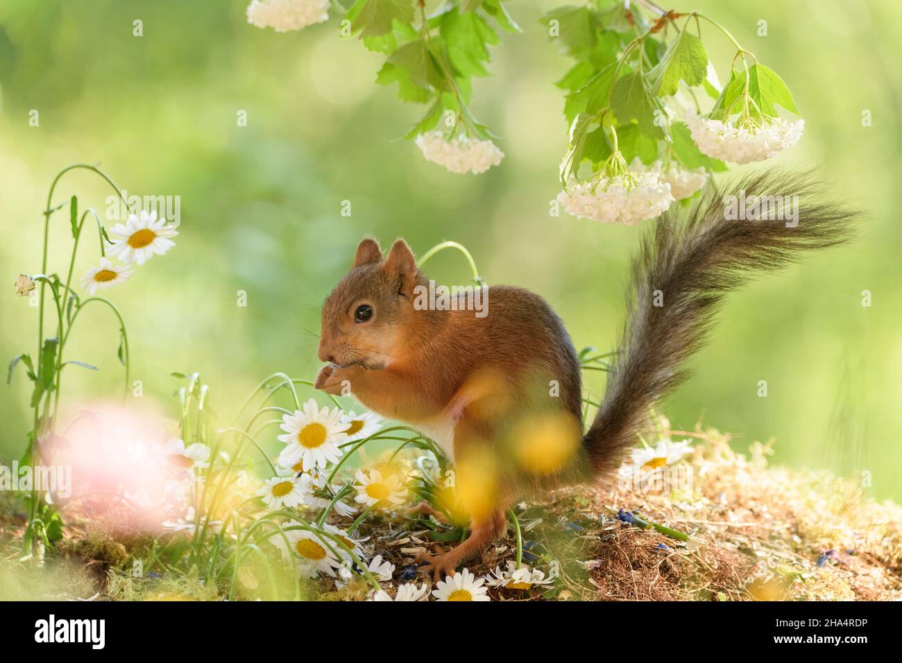 female red squirrel is standing between daisies and guelder rose flowers Stock Photo