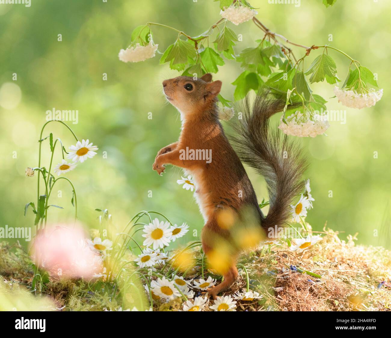 female red squirrel is looking at a guelder rose flower Stock Photo