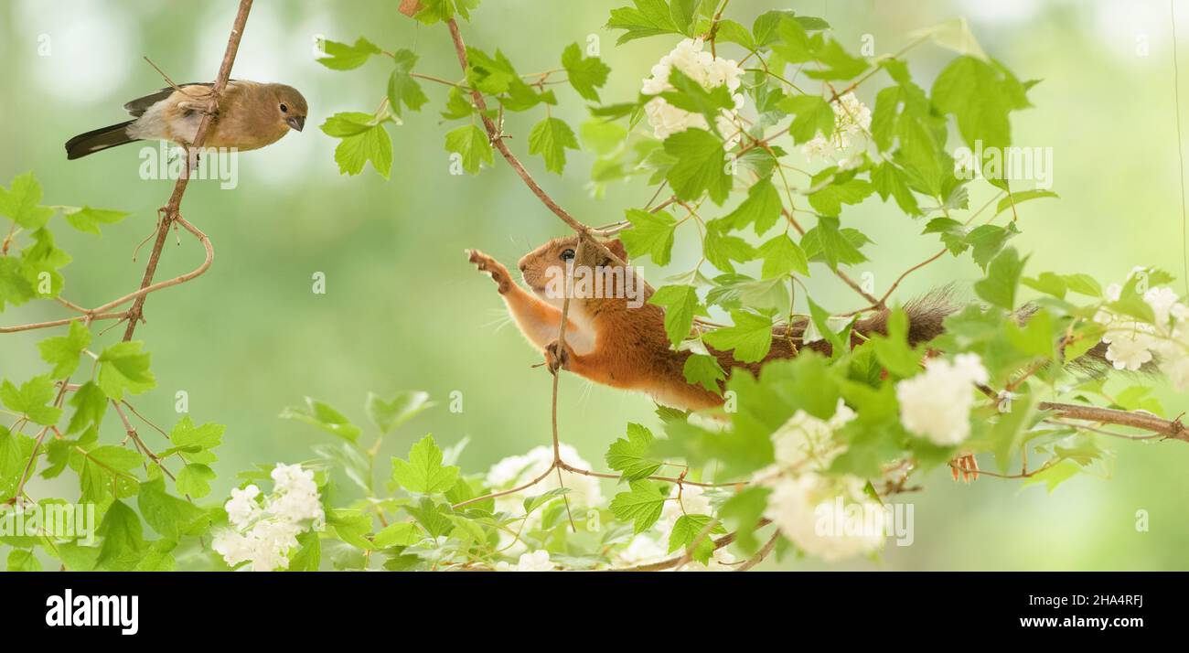 red squirrel and young bullfinch are standing on guelder rose flower branches Stock Photo