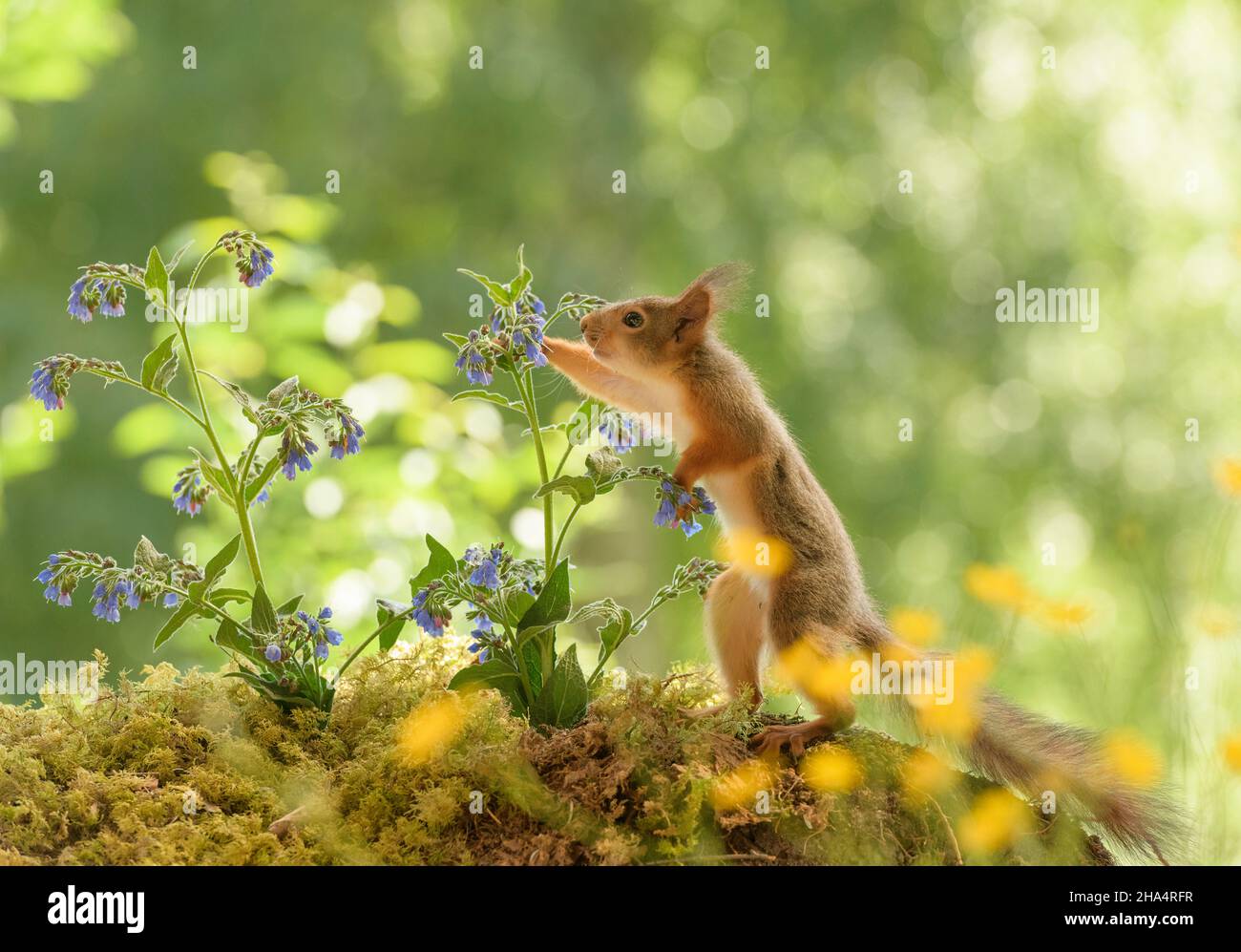 young red squirrel is looking away from comfrey flowers Stock Photo