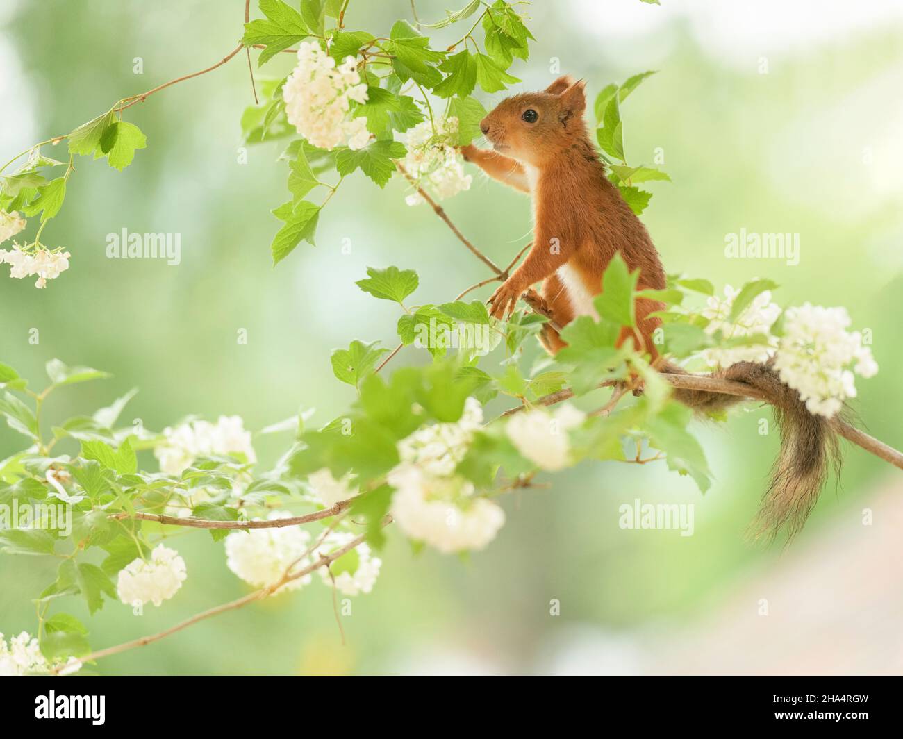 red squirrel is standing on guelder rose flower branches Stock Photo