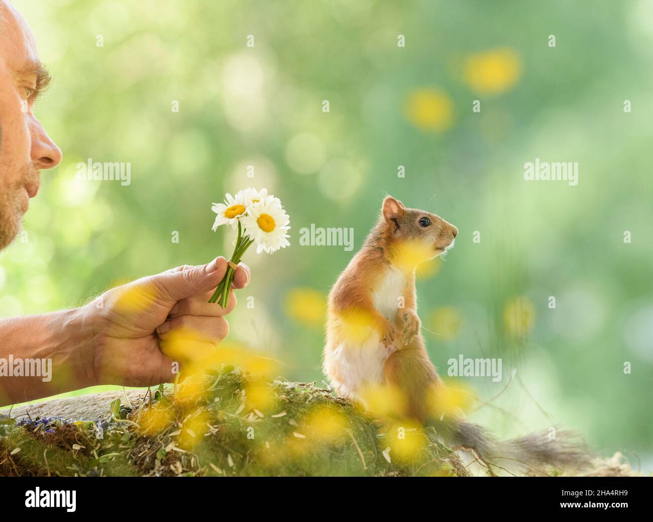 red squirrel is looking away from a man with daisys Stock Photo