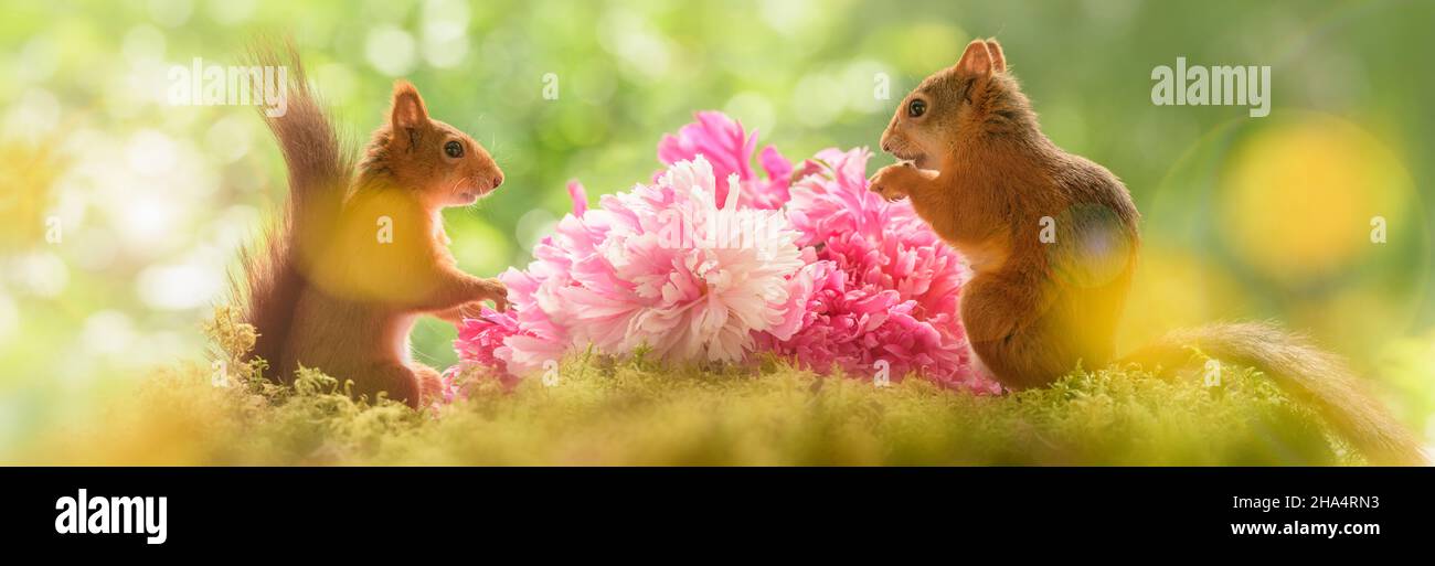 red squirrels are standing with peony flowers looking at each other Stock Photo