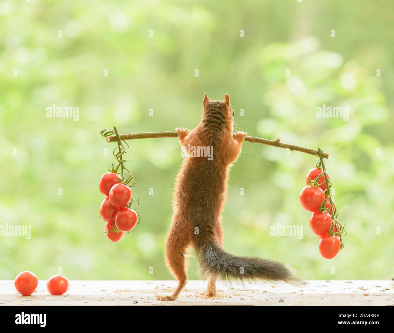 red squirrel is holding weights with tomatos Stock Photo