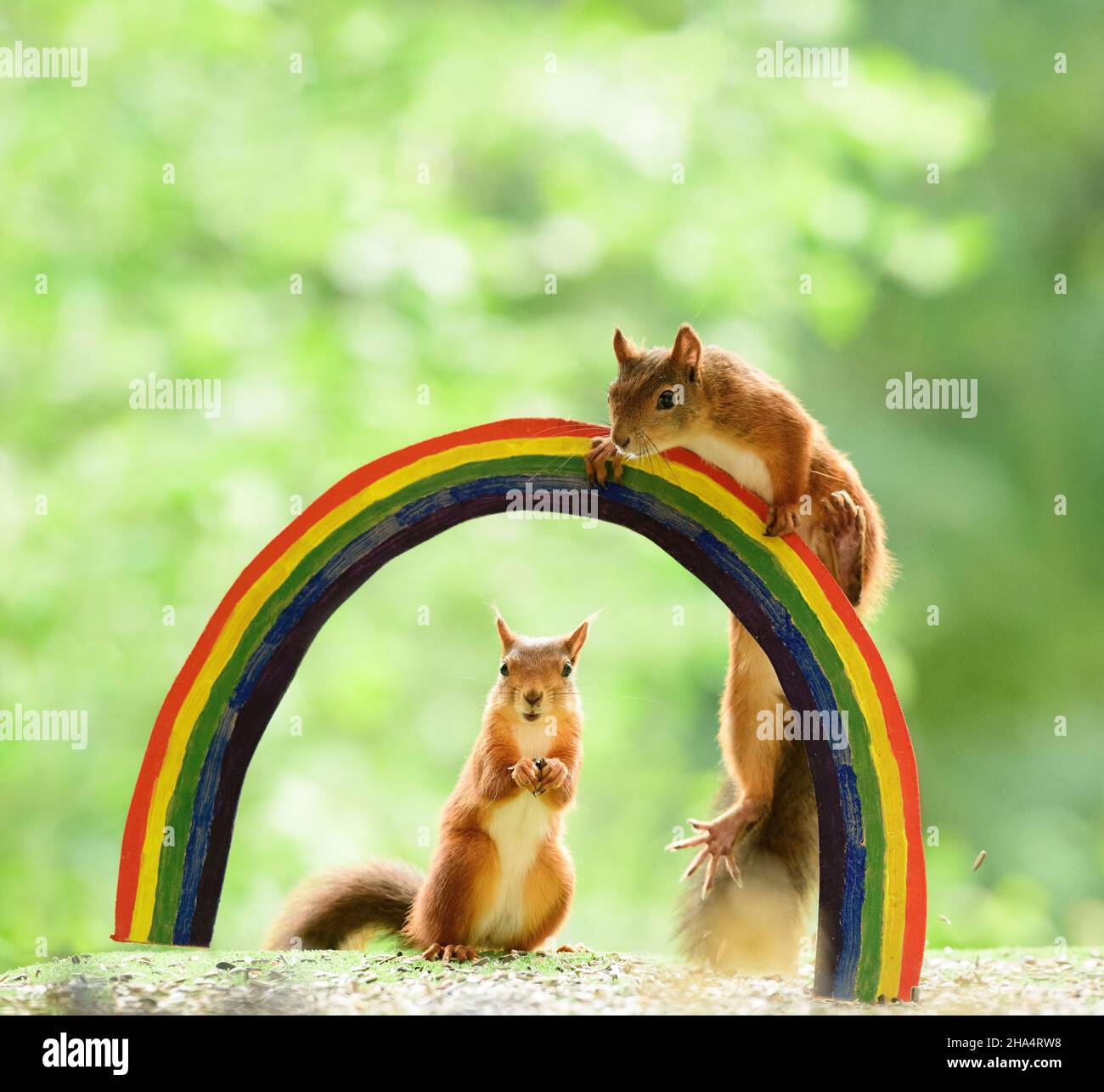 red squirrels are standing with a rainbow looking at viewer Stock Photo