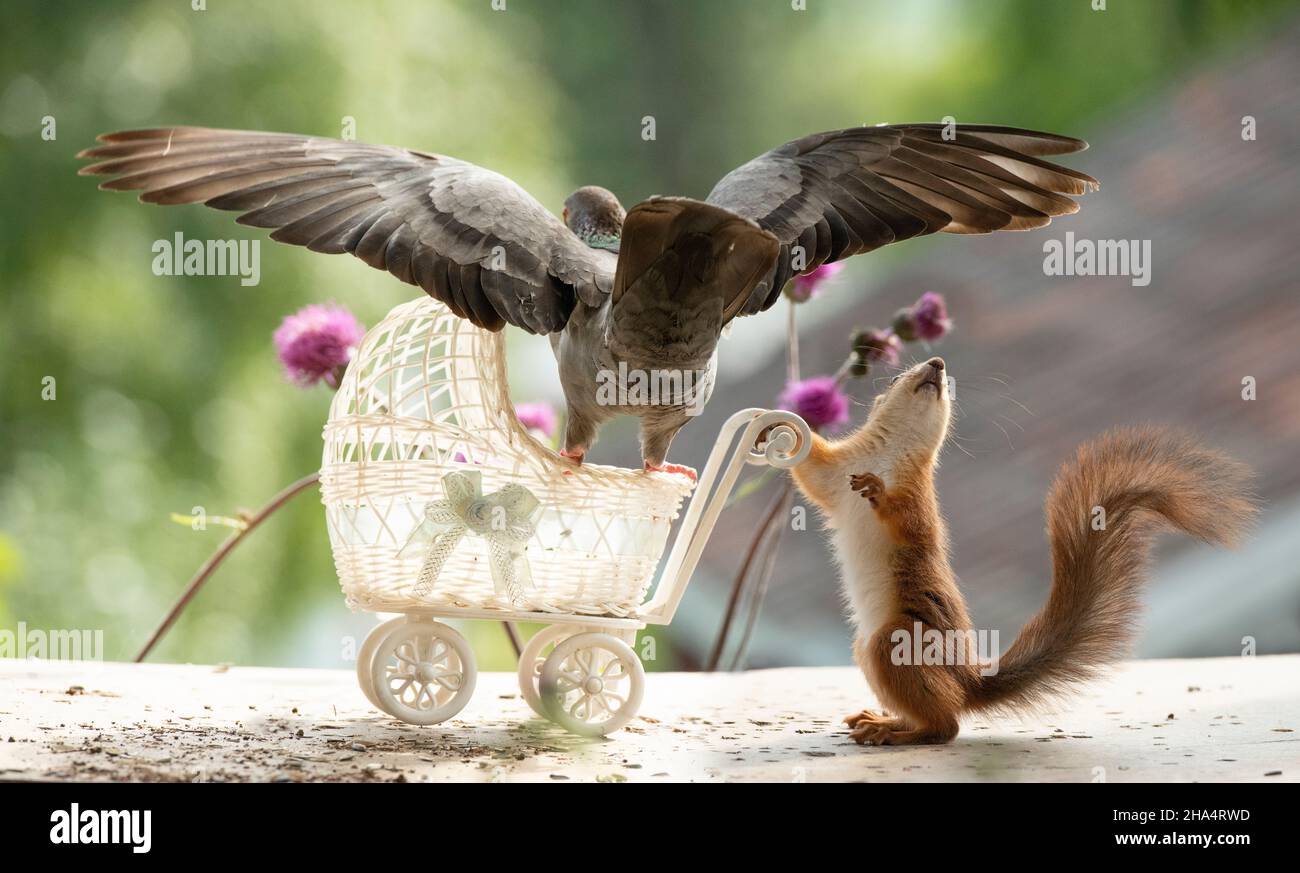 young red squirrel and wood pigeon are standing in an stroller Stock Photo