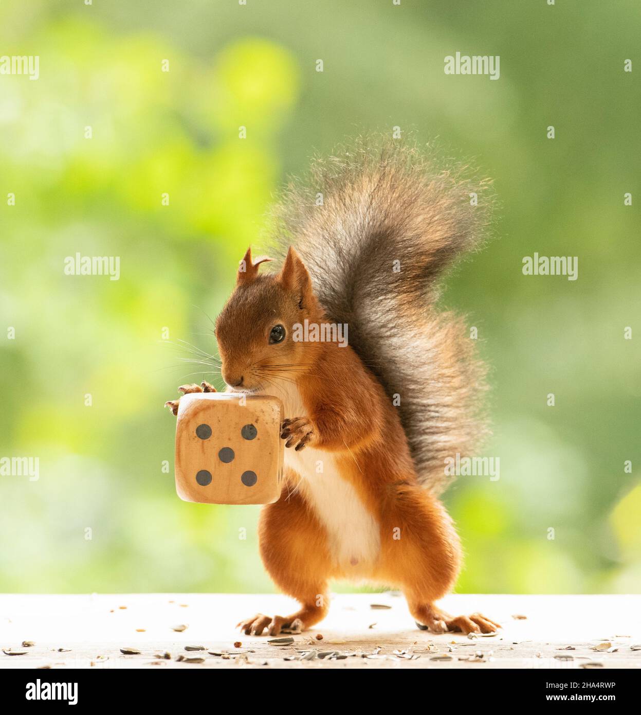 red squirrel is holding big dice with number five Stock Photo
