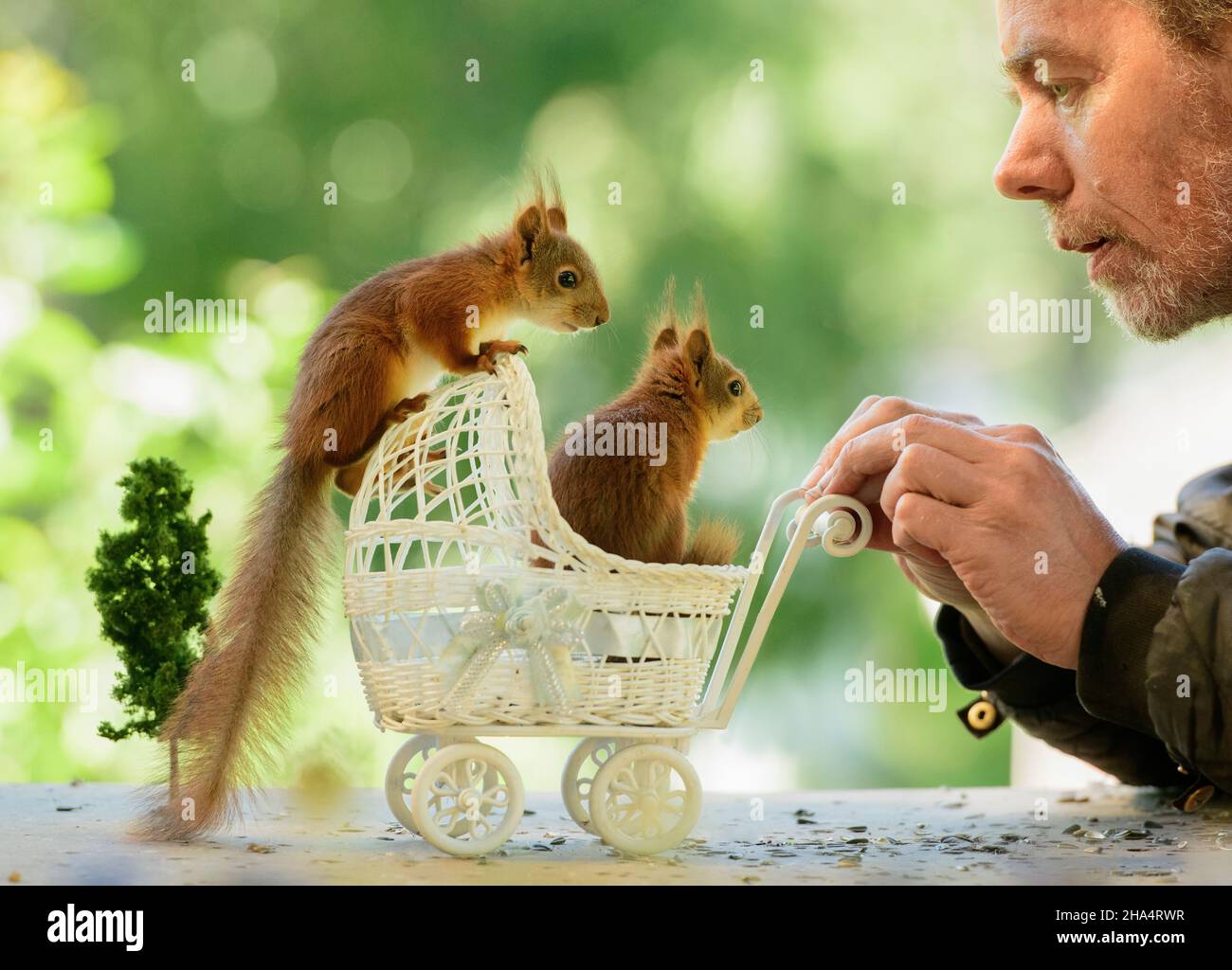 young red squirrels with man standing with an stroller Stock Photo