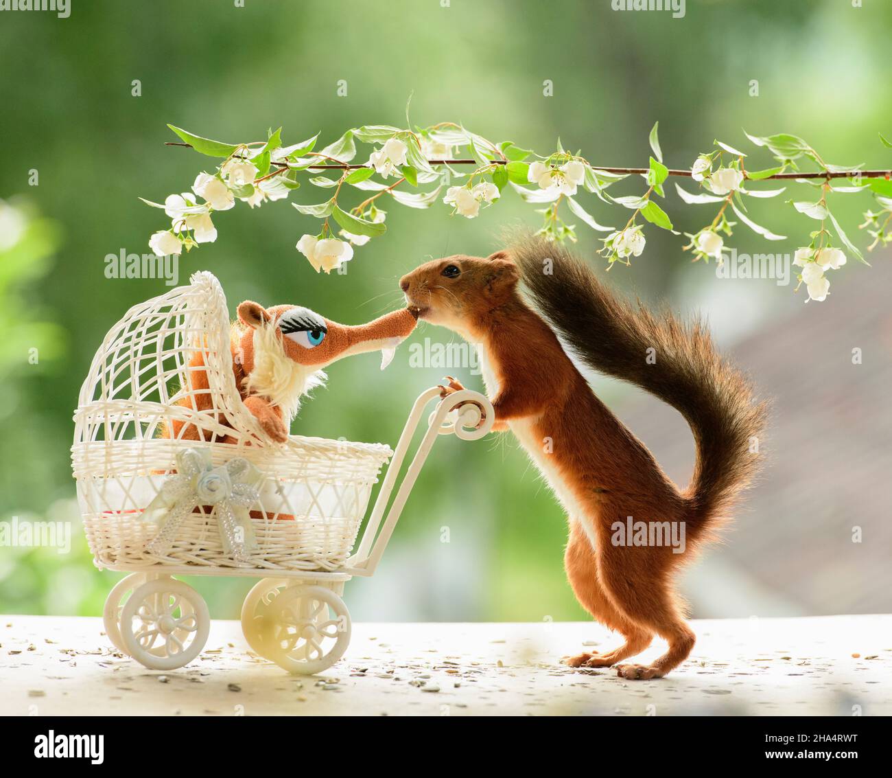 red squirrel is standing with an stroller under jasmine flowers Stock Photo