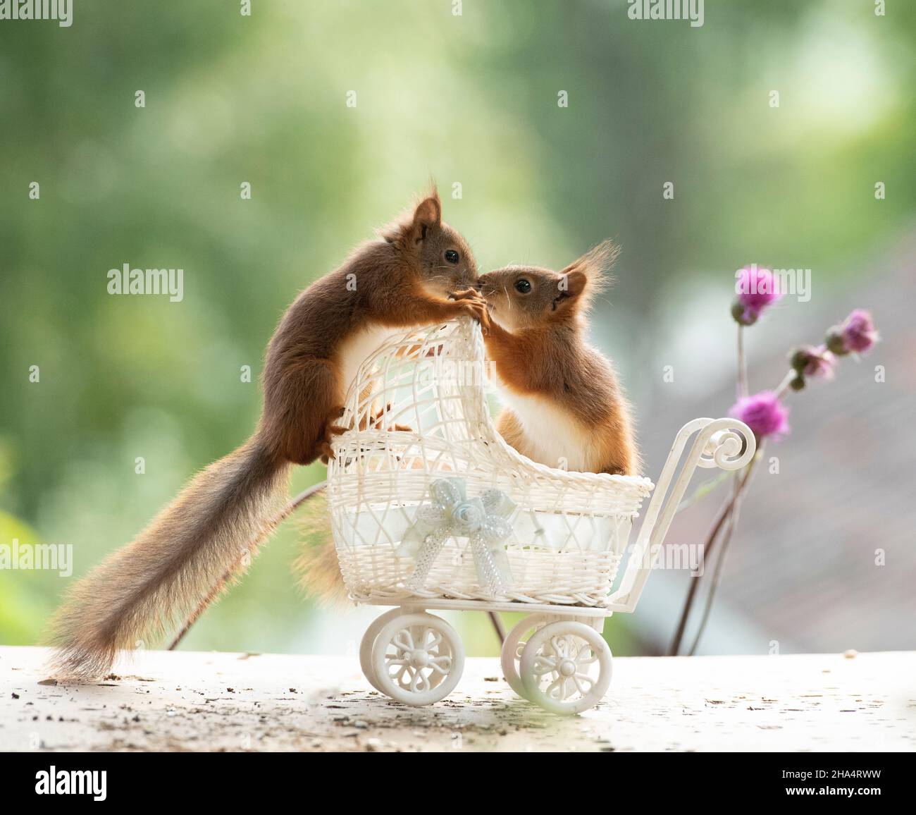 young red squirrels are standing in an stroller Stock Photo