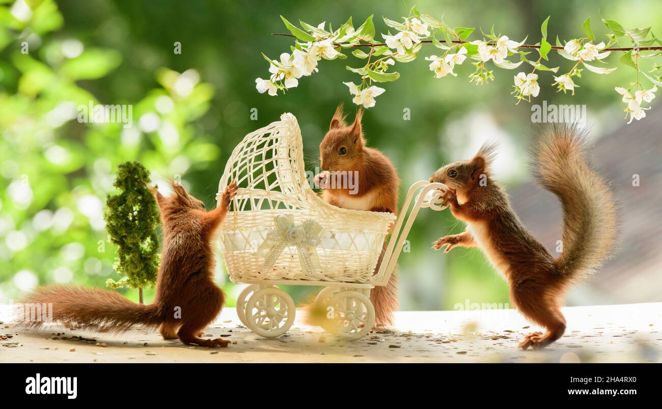 young red squirrels are standing with an stroller under jasmine flowers Stock Photo