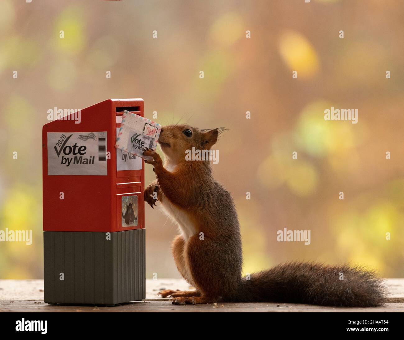 red squirrel is holding a voting letter with the words vote by mail Stock Photo