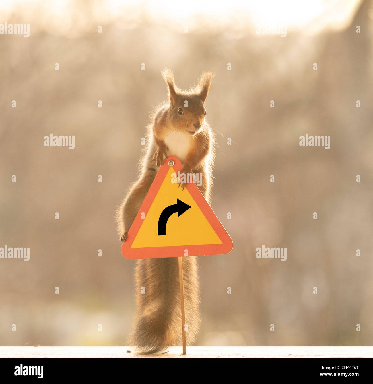 red squirrel is climbing on a oneway sign Stock Photo