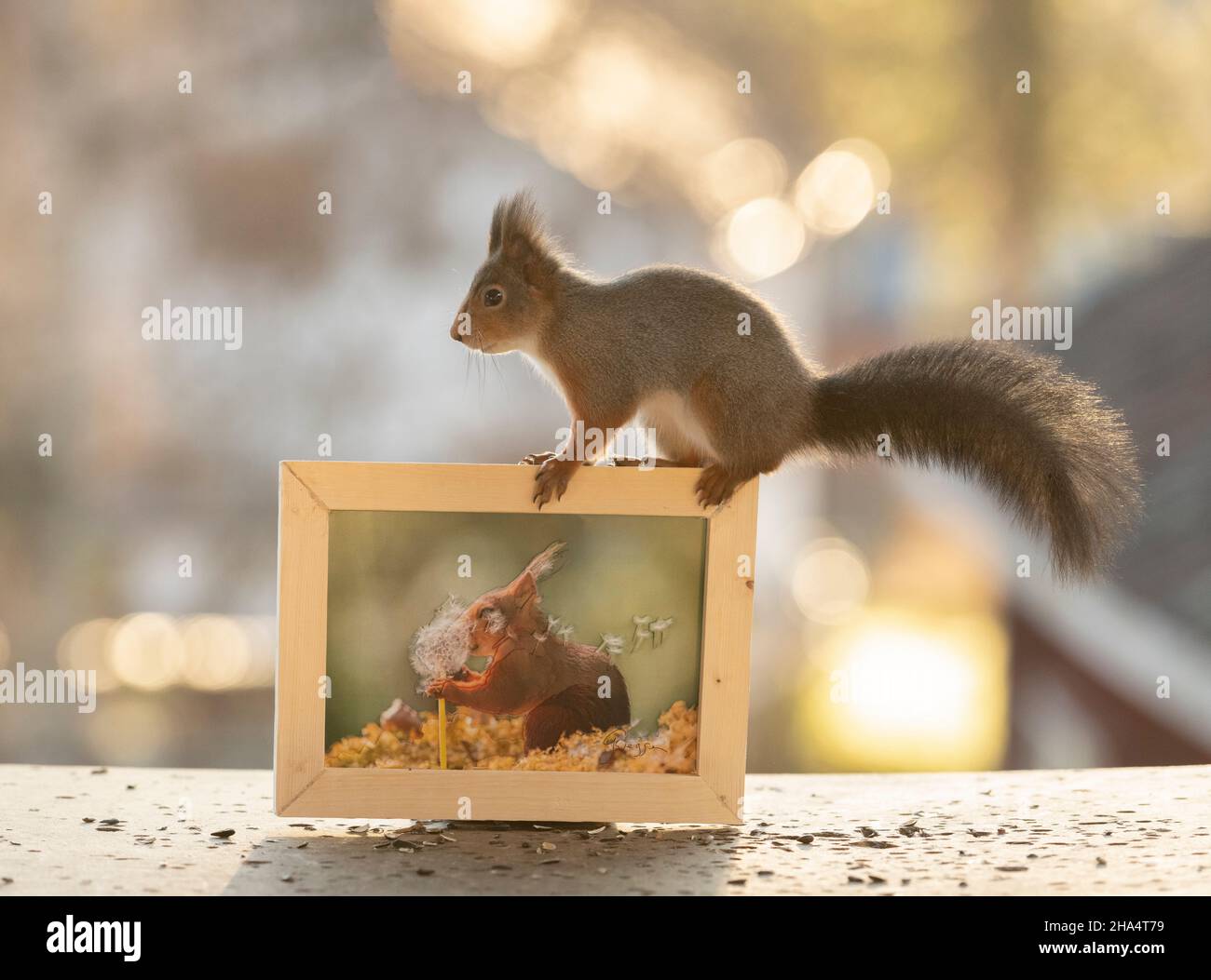 red squirrel is standing on an 3d print with frame Stock Photo