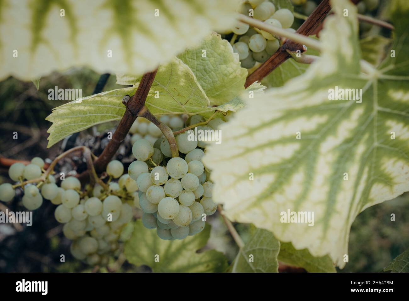 grape,grapevine,vitis,freyburg (unstrut),saxony-anhalt,germany,summer Stock Photo