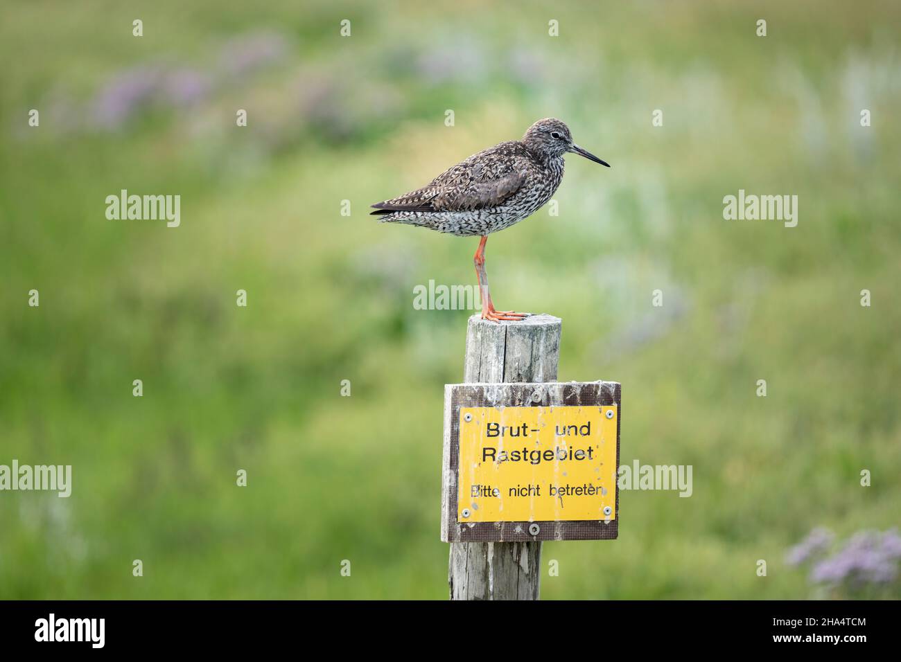 redshank,tringa totanus,salt marshes,wadden sea national park,st. peter