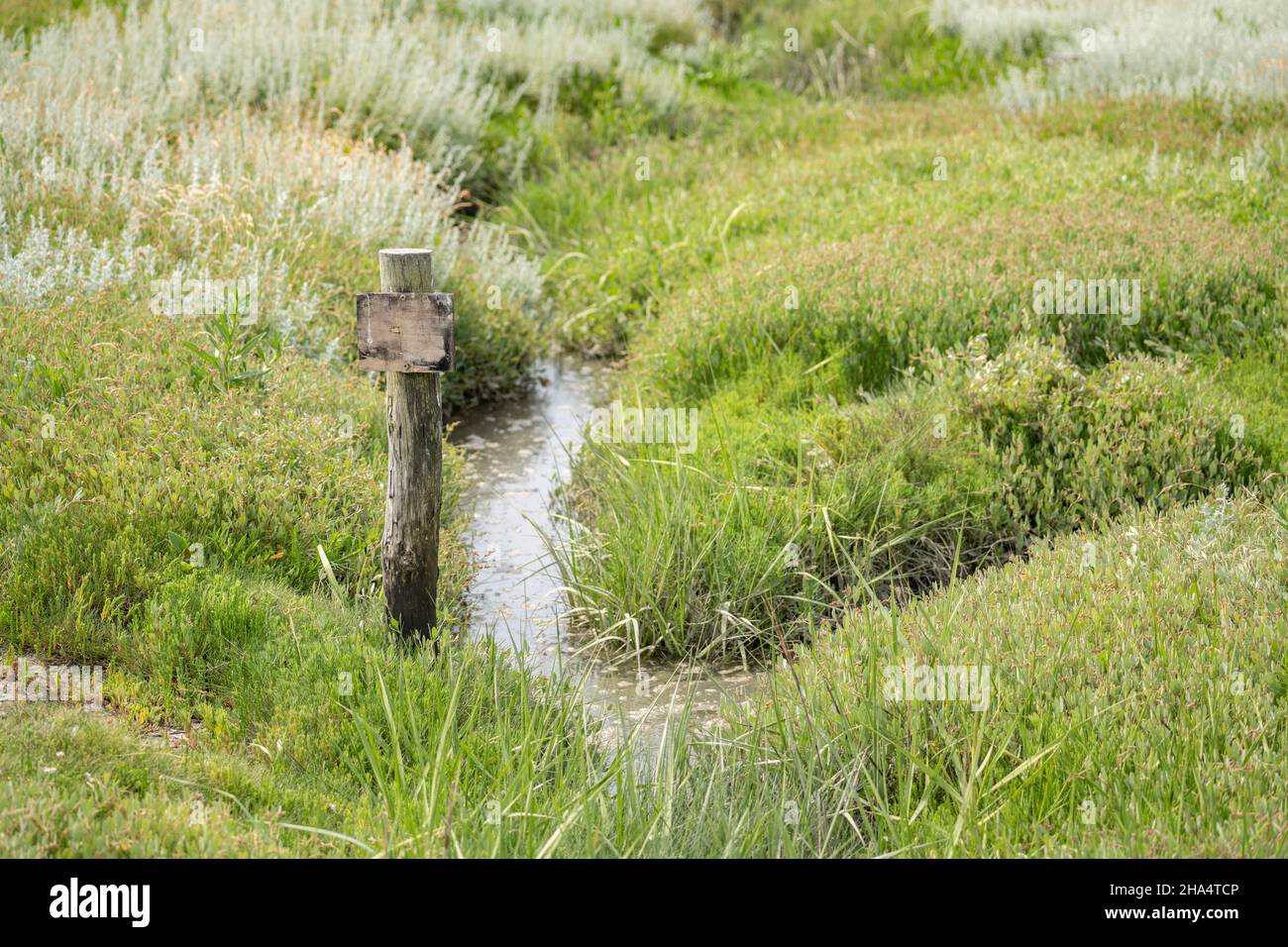 salt marshes,wadden sea national park,st. peter ording,schleswig