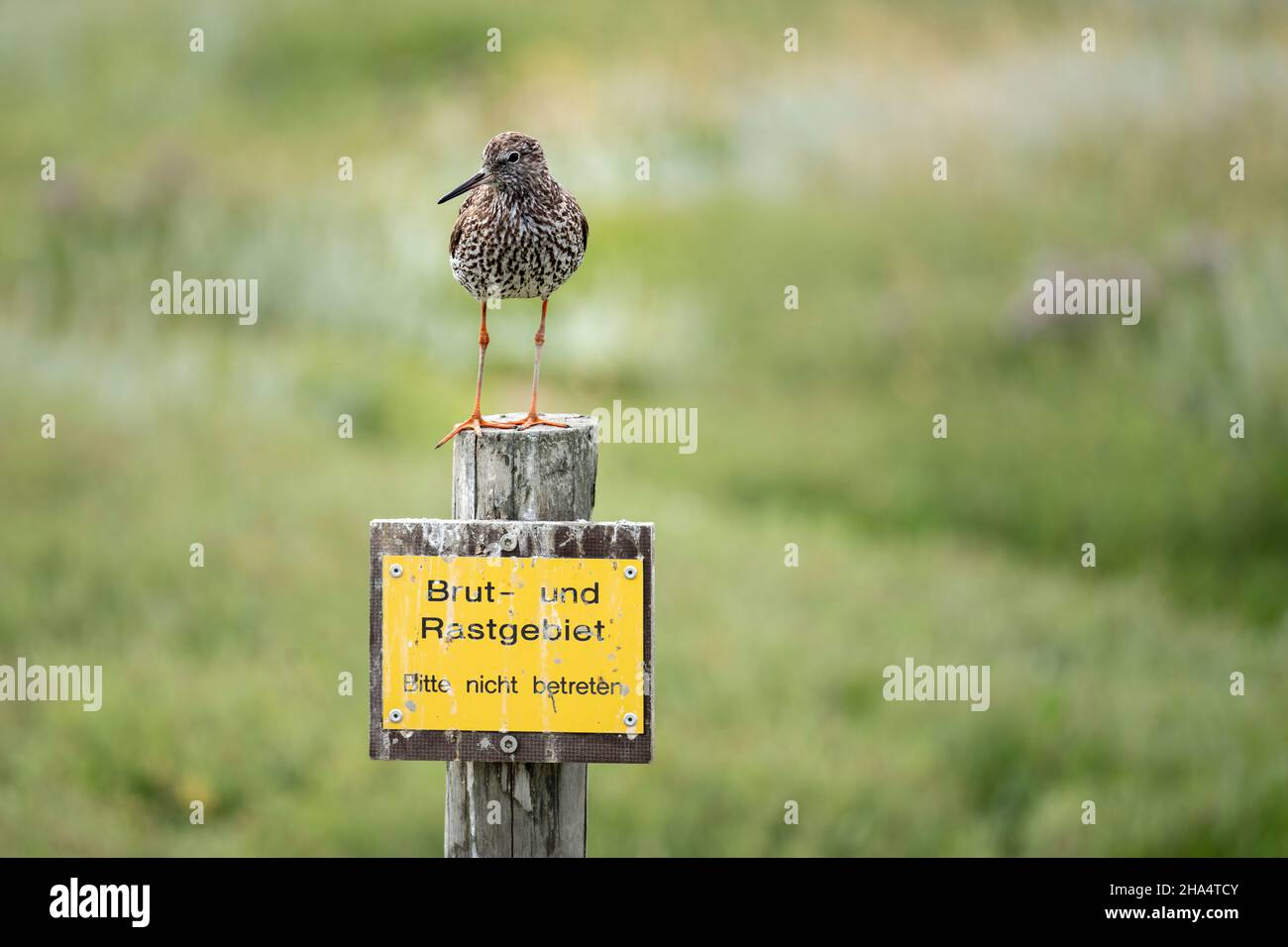 redshank,tringa totanus,salt marshes,wadden sea national park,st. peter ording,schleswig-holstein,north sea,germany,summer Stock Photo