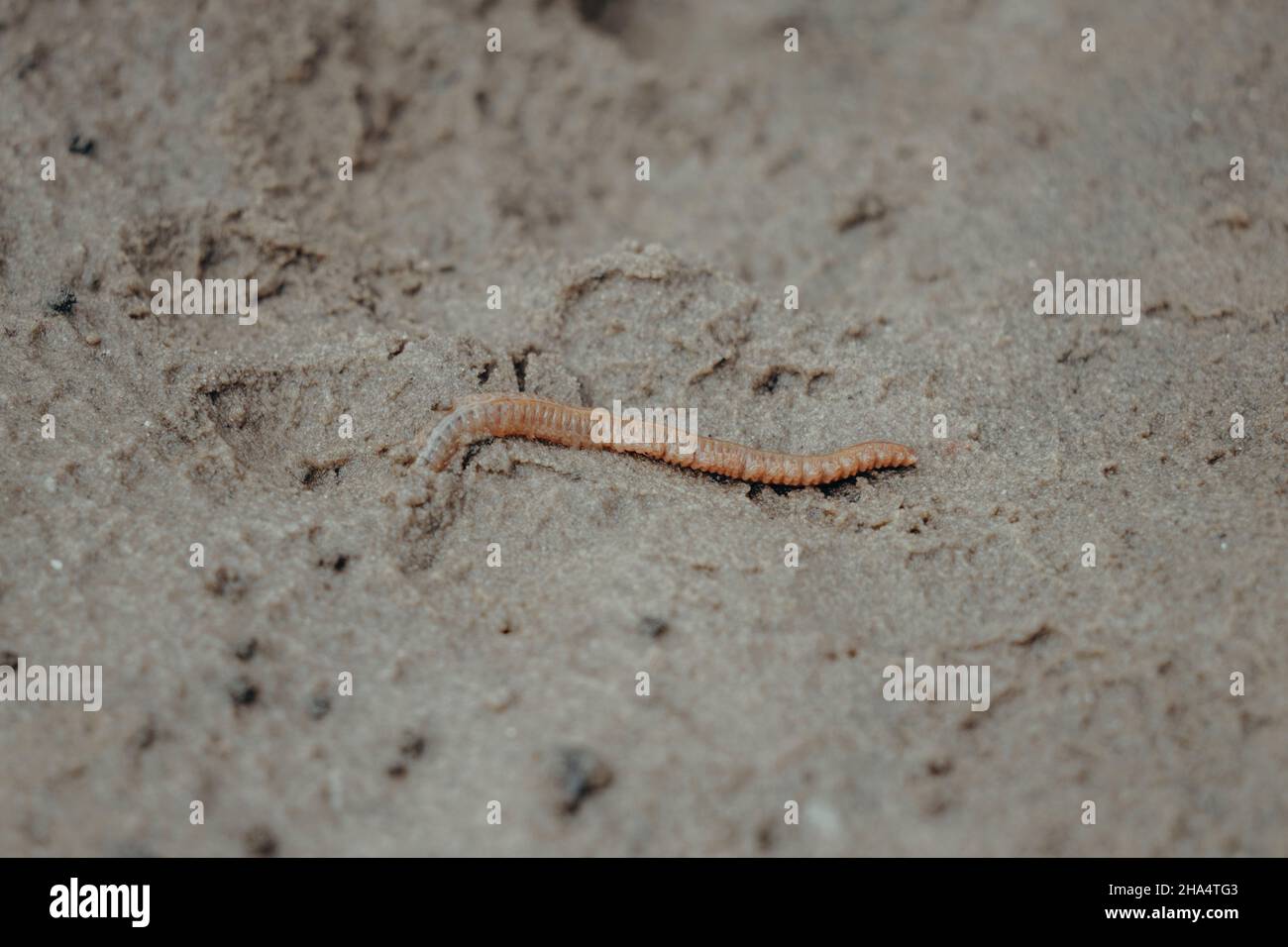 sandworm,arenicolidae,wadden sea,st. peter ording,north sea,schleswig-holstein,germany,summer Stock Photo