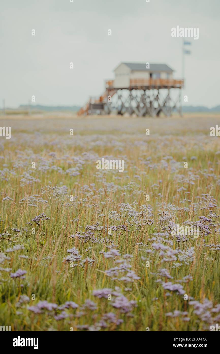 stilt house,salt marsh,st. peter ording,north sea,schleswigholstein