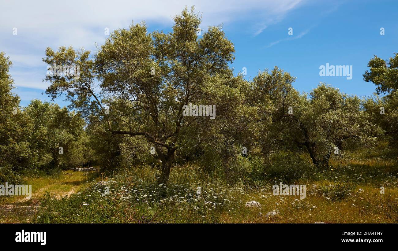 greece,greek islands,ionian islands,lefkada or lefkas,north of the island,olive grove,large olive tree in the center of the picture,green meadow,flowers,blue sky with white clouds Stock Photo