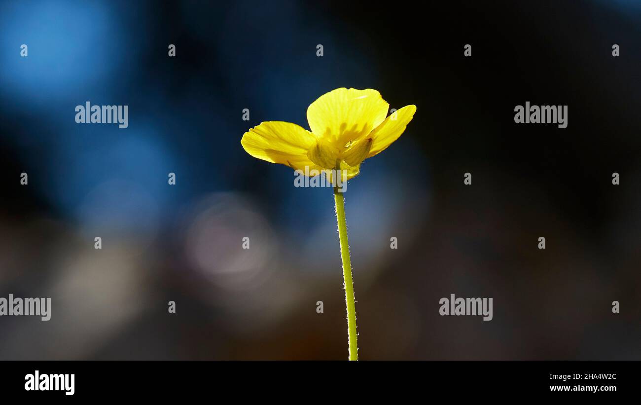 greece,greek islands,ionian islands,kefalonia,mountain,enos,summit,macro shot of a yellow flower,background dark and out of focus Stock Photo