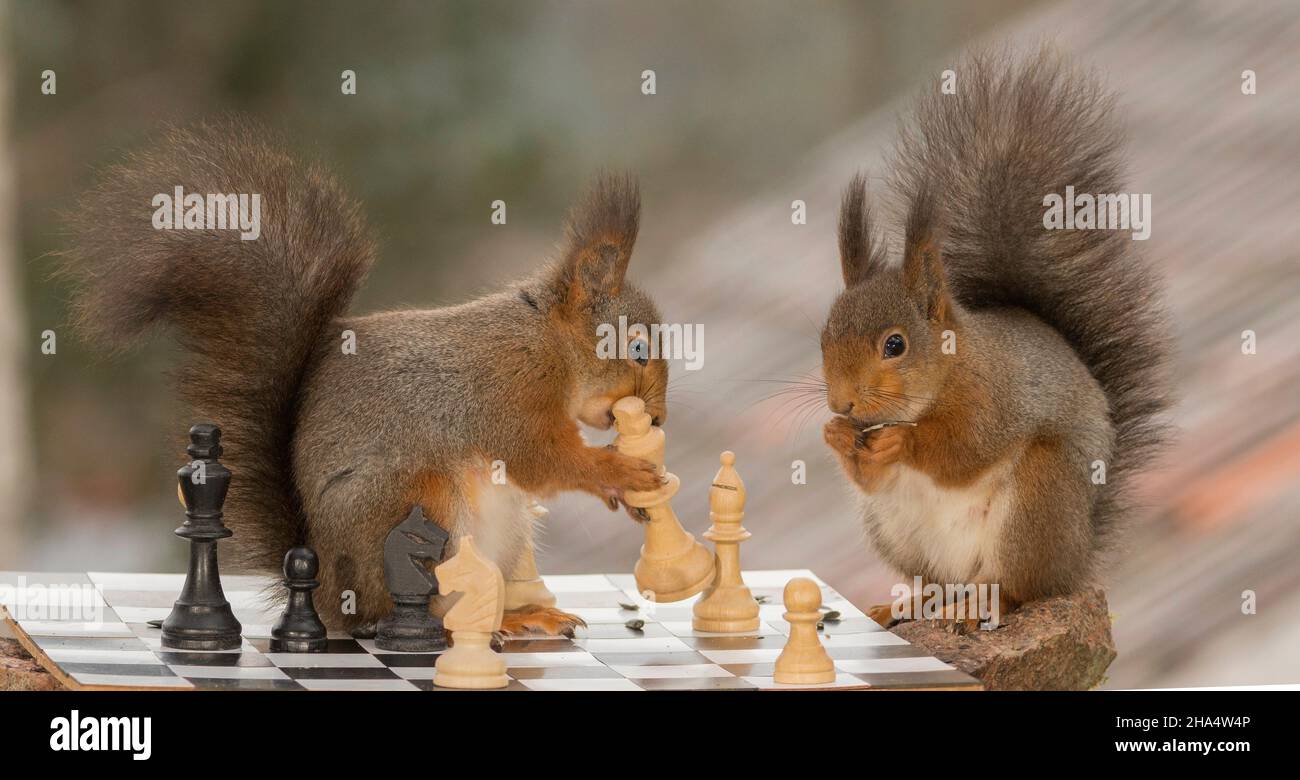 close up of red squirrels with a chess piece in hands with a board Stock Photo