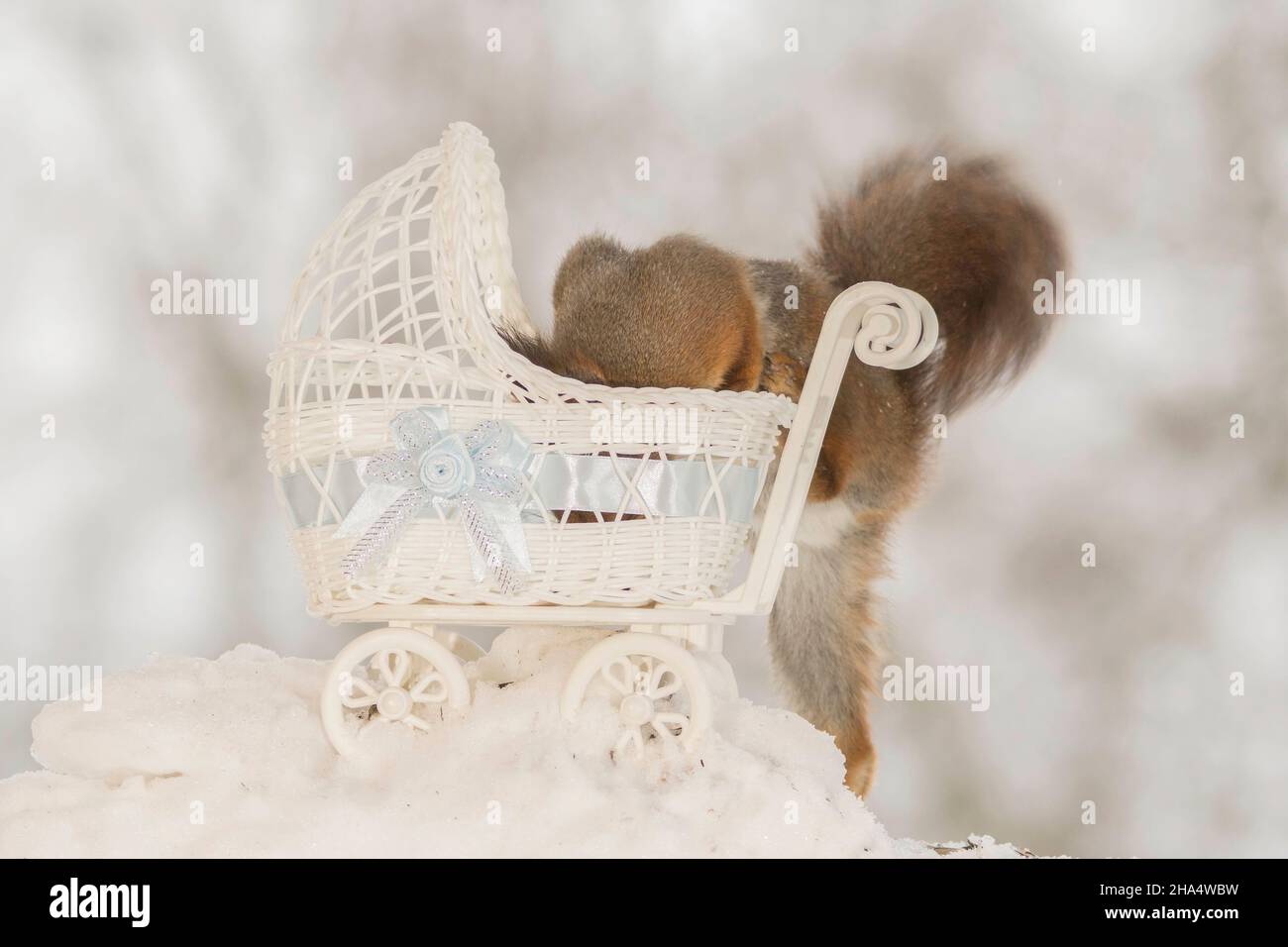 close up of red squirrel on snow with a stroller Stock Photo