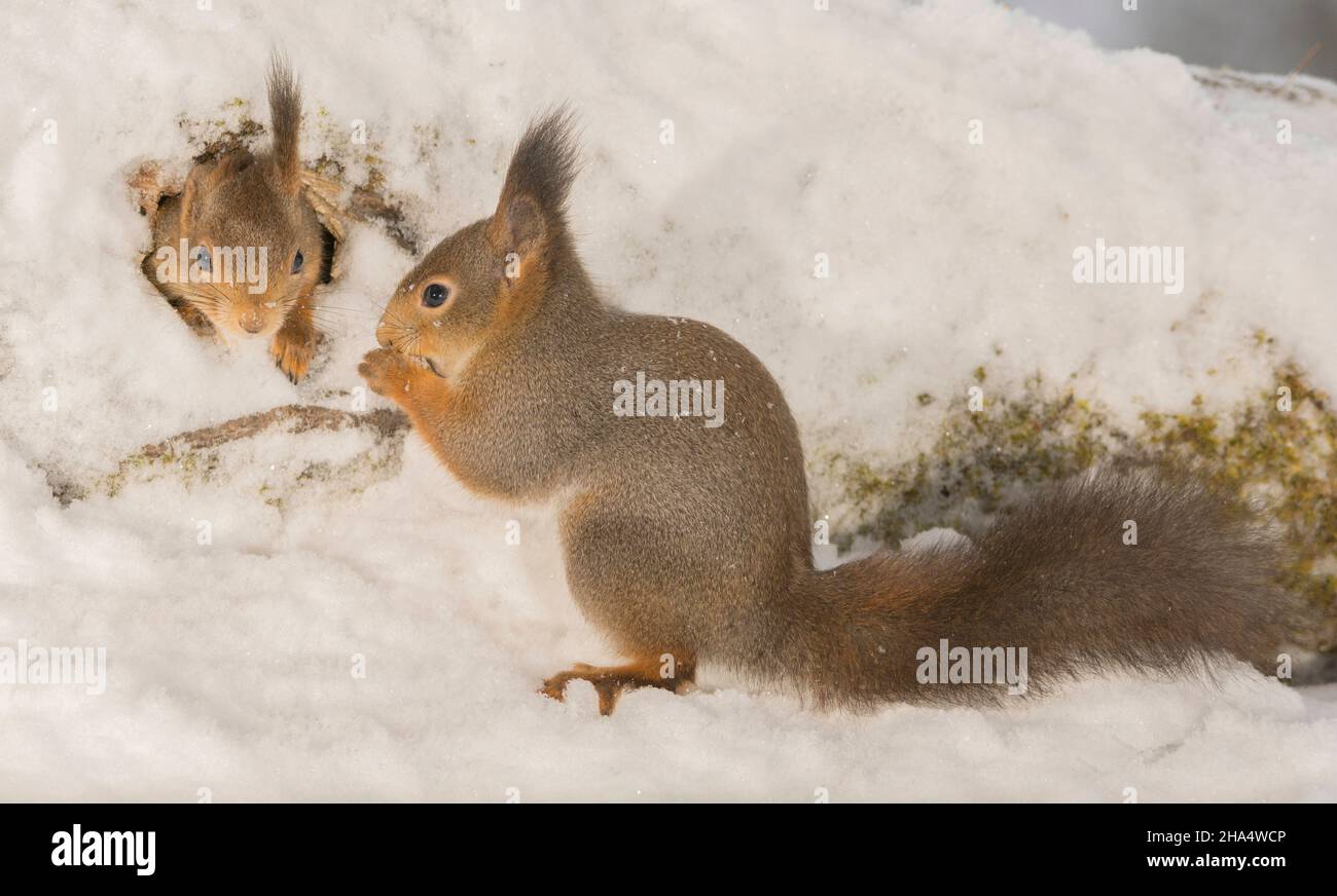 close up of red squirrel climbing out of a tree hole with snow and another waiting outside Stock Photo