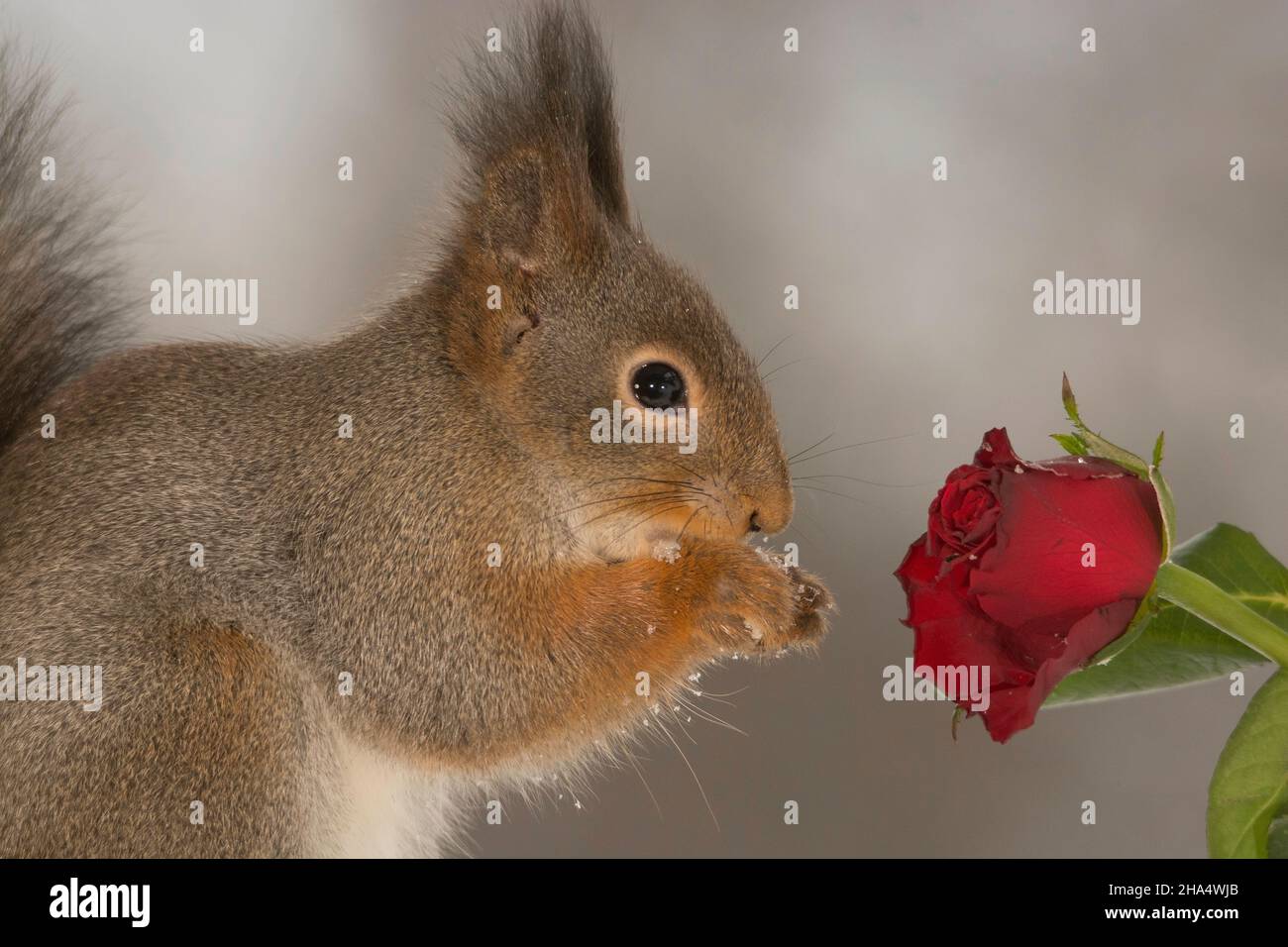 A red rose hi-res stock photography and images - Alamy