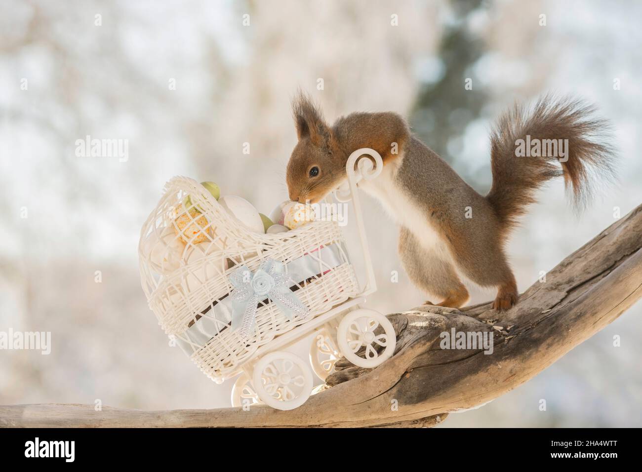 close up of red squirrel with a stroller filled with eggs Stock Photo