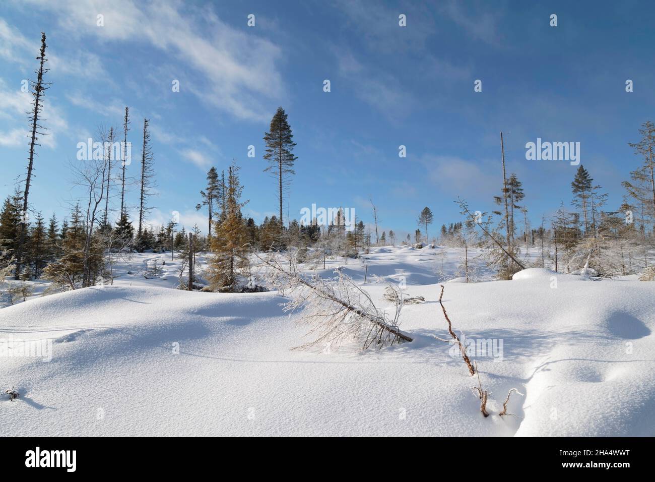 trees with snow in a forest,winter,mountain landscape Stock Photo
