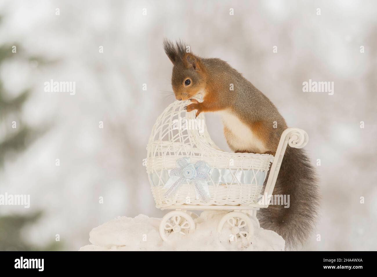 close up of red squirrel on snow with a stroller Stock Photo