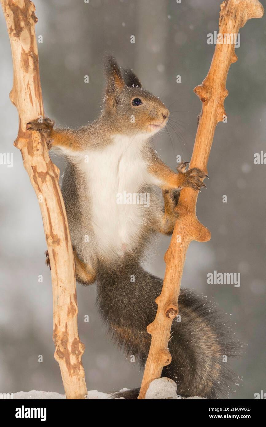 Red Squirrel Standing Between 2 Tree Branches With Spread Legs Hi res 