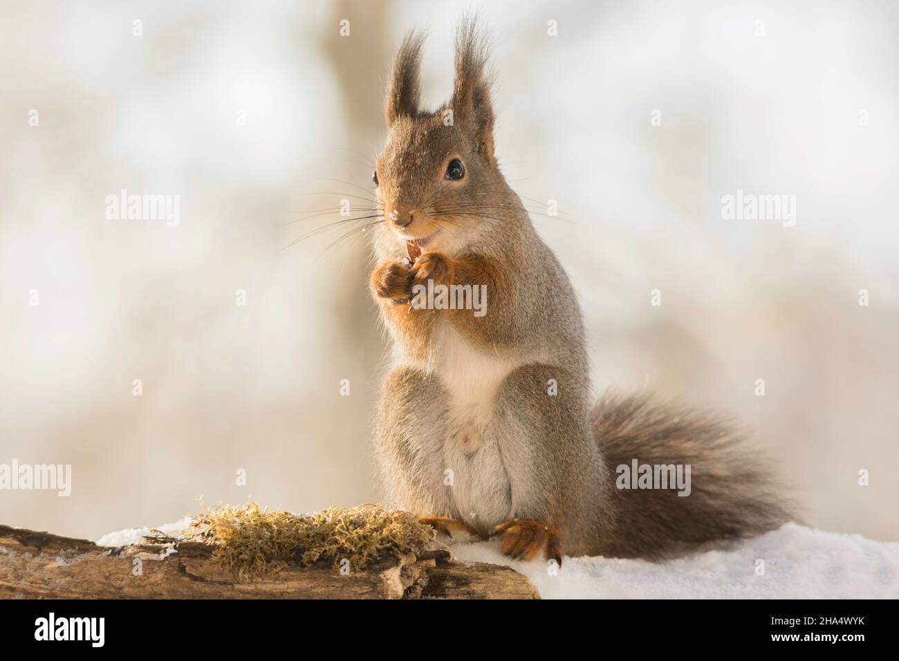 profile and close up of red squirrel with happy face Stock Photo