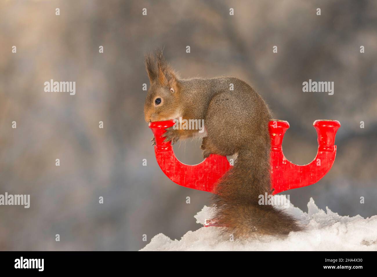 red squirrel standing and holding on to a candleholder standing on snow Stock Photo