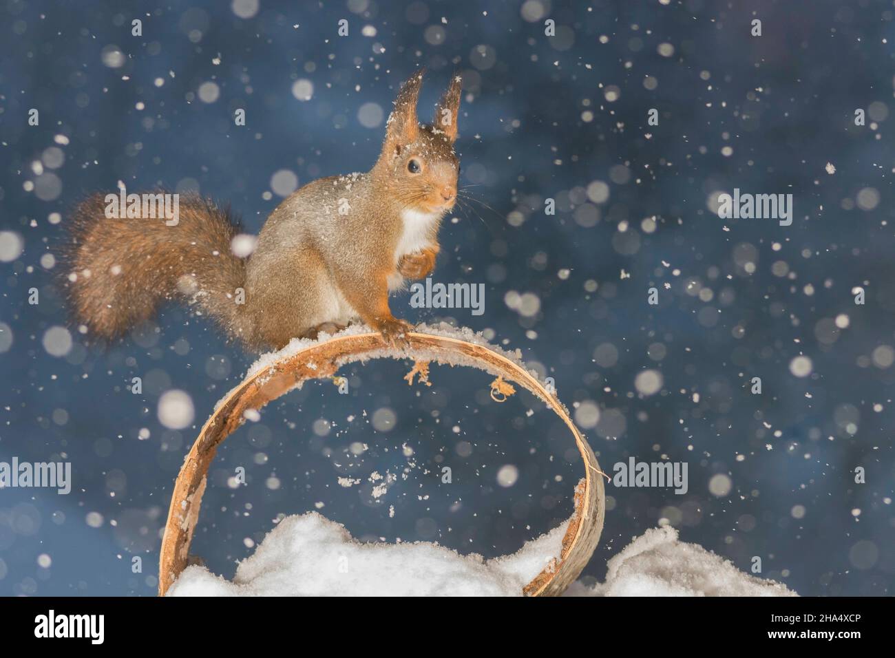 profile and close up of a red squirrel on round wood whil it is snowing Stock Photo